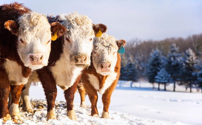 ec_us_cattle_winter_sun_568-1024x713.jpg ec_us_cattle_winter_sun_568-1024x713.jpg